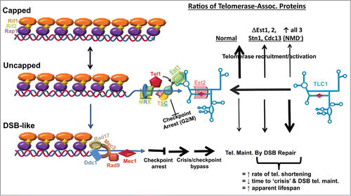 Figure 3. Model: telomerase recruitment to uncapped telomeres is controlled by the relative stoichiometries of telomerase components in yeast. Top left depicts a fully capped telomere. As telomeres shorten, they become uncapped (middle left), recruiting the MRX-Tel1p complex, which in turn recruits the CST complex to the telomere end. Phosphorylation of Cdc13p by Tel1p recruits telomerase via Est1p. Est2p is the reverse transcriptase component of telomerase. If telomeres continue to shorten, they resemble chromosomes with double stranded breaks (DSB-like, lower left), recruiting DNA repair machinery. This results in cell growth arrest at checkpoint (G2/M). If cells cannot repair the defect, they undergo “crisis” and a subpopulation will bypass arrest, maintaining their chromosome ends by DSB repair. Operational −1 PRF signals have been identified in the STN1, CDC13, EST1 and EST2 mRNAs. We propose that their relative abundances are controlled by −1 PRF. In optimal conditions, precisely controlled rates of −1 PRF ensures that these proteins are present in the correct stoichiometries, maximizing telomere repair (bold up arrow), and minimizing progression to the DSB-like state. When expression of any one of these genes is altered, e.g. telomerase recruitment is less efficient and more telomeres progress more rapidly to the DSB-like state. When expression of all 4 are altered, e.g., by global changes in −1 PRF or by abrogation of NMD, telomeres progress rapidly to the DSB-like state.