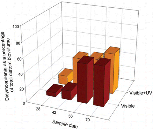 Fig. 3. Didymosphenia geminata as a percentage of total diatom biovolume during an in situ solar UVR exclusion experiment in the Little Qualicum channel on Vancouver Island during 1995 (Kelly Citation2001). The presence or absence of UVR had no affect on the abundance of D. geminata relative to other diatom taxa (two-way ANOVA, p=0.71).