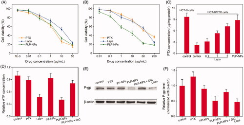 Figure 7. Investigating the ability to overcome MDR in vitro. (A, B) Cell viability of HCT-8 cells (A) and HCT-8/PTX cells (B) after incubation with PTX, Lapa, or PLP-NPs (n = 6). (C) The amount of PTX in HCT-8 and HCT-8/PTX cells after treatment with different drug formulations (n = 5). ‘Control’ represents cells incubated with free PTX. (D) The level of ATP in HCT-8/PTX cells after treatment with PTX, Lapa, PP-NPs, PLP-NPs, or PLP-NPs + DIC (n = 5). (E, F) Western blotting images (E) and quantitative analyses (F) of P-gp expression in HCT-8/PTX cells after treatment with PTX, Lapa, PP-NPs, PLP-NPs, or PLP-NPs + DIC (n = 5).