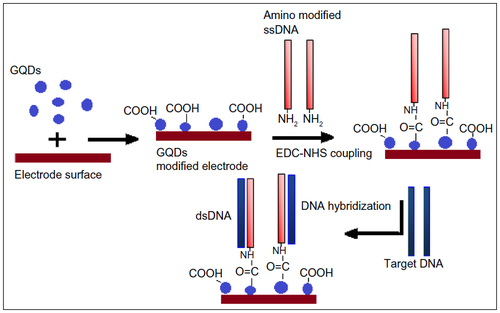 Figure 1 Schematic of the GQD-based electrochemical DNA hybridization sensor.