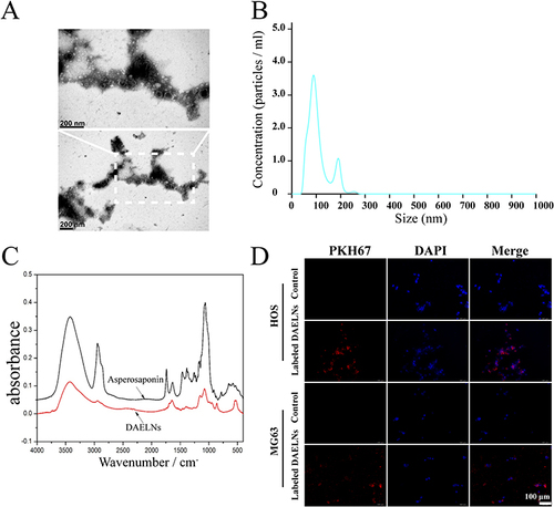 Figure 1 Characterization of DAELNs. (A) The membrane structure of DAELNs by transmission electron microscopy (TEM). (B) The average size distribution and concentration of DAELNs by nanoparticle tracking analysis (NTA). (C) The characteristic of DAELNs by FTIR spectrum analysis. (D) The internalization of DAELNs labeled with PKH26 and co-cultured with HOS and MG63 osteosarcoma cells.