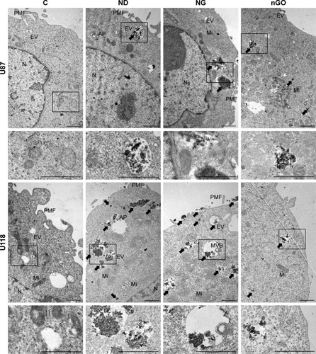 Figure 3 Ultrastructure of U87 and U118 glioblastoma cells.Notes: Electron microscopic images were taken after treatment with nanoparticles at 20 μg/mL for 24 h. Transmission electron microscope images of U87 and U118 cells without treatment (C) and after treatment with diamond nanoparticles (ND), graphite nanoparticles (NG), and graphene oxide (nGO). Arrows indicate nanoparticles. Scale bar 1 μm.Abbreviations: AP, autophagosome; EV, endocytic vesicle; Mi, mitochondrion; MVB, multivesicular body; N, nucleus; PMF, plasma membrane fold.