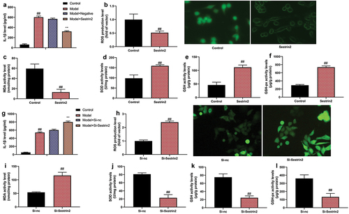 Figure 3. Sestrin2 gene reduced inflammation and oxidative stress in vitro model of AMI.