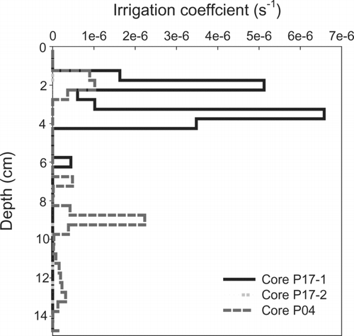 FIGURE 5 Model-calculated irrigation coefficients are shown as functions of depth. The model results indicate that the DIC profile of core P17-1 was a result of strong bioirrigation near the sediment-water interface, and that of core P04 was a result of deep-penetrating bioirrigation as a significant bioirrigation was hindcasted for 13 to 14 cm below the interface. The DIC profile of core P17-2 indicates a lack of bioirrigation.