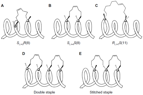 Figure 4 Representation of three types of stapled peptide constraints: (A) i, i+3; (B) i, i+4; (C) i, i+7; indicating the stereochemistry required for the stapled amino acids and the multiple stapling techniques used to constrain longer helices; (D) double staple; and (E) stitched staple.
