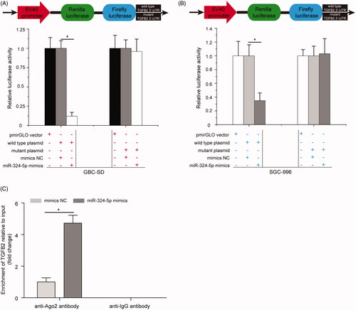 Figure 4. TGFB2 is a direct target gene of miR-324-5p. (A) miR-324-5p mimics significantly decreased the luciferase activity of 3′-UTR of wild TGFB2 reporter plasmid in GBC-SD cells, while the luciferase activity of the reporter containing 3′-UTR of mutant TGFB2 has no obvious change. (B) Relative luciferase activity in SGC-996 cells co-transfection with 3′-UTR of wild or mutant TGFB2 reporter plasmid and miR-324-5p mimics or mimics NC. (C) RNA immunoprecipitation (RIP) assay analysis of the enrichment of TGFB2 in miR-324-5p mimics or mimics NC-treated SGC-996 cells. Data represented the mean ± SD of three independent experiments, *p < .05.