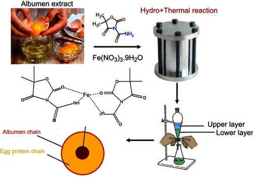 Scheme 1 The green pathway of preparation of iron oxide quantum dots in albumen as biotemplate.