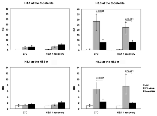 Figure 3. Association of histone H3.3 and H3.1 with CEN/periCEN. Control- or Daxx-depleted HEp2 cells expressing FLAG/HA-tagged H3.3 or H3.1 were used for FLAG-ChIP in normal condition (37°C) or after 1 h HS/1 h recovery. qPCR data for H3.3 and 3.1 association with α-satellite repeats (CEN) or HS3-9 (periCEN) are presented as fold enrichment IP over input; cells expressing FLAG/HA without an insert were used as negative control (pOZ). Bars represent the mean between replicates (mean ± SD).