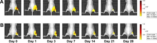 Figure 5 Representative in vivo fluorescence images of (A) DiR-loaded cationic NPs and (B) free DiR solution after IA injection in mice knee at various time points. Notes: The scale bar range is (A) 0.5–2×108 and (B) 0.5–1.5×108 in fluorescence intensity.Abbreviations: DiR, 1,1′-dioctadecyl-3,3,3′,3′ tetramethylindotricarbocyanine iodide; NP, nanoparticle; IA, intra-articular.