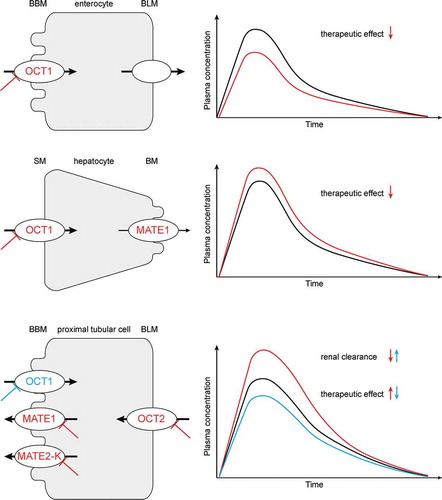 Figure 2. Anticipated effects of drugs that inhibit metformin transport by OCT1, OCT2, MATE1 and/or/MATE2-K in small intestine, liver, and kidney on pharmacokinetics, therapeutic efficacy and/or renal clearance