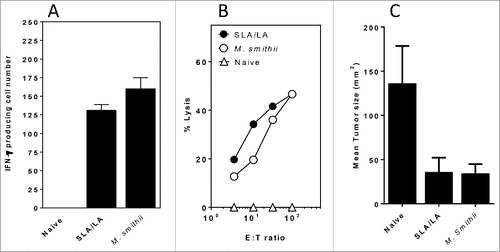 Figure 5. CD8+ (T)cell responses and protection against B16 melanoma challenge induced by TRP-2 entrapped in different archaeosomes. C57/BL6 mice (n = 6/gp) were immunized 15 µg tyrosinase-related protein 2 entrapped in SLA:LA or M. smithii archaeosomes on days 0, 25 and 60. At ∼11 weeks post first immunization, representative mice (n = 2 per group) were killed and splenocytes isolated. Pooled splenocytes were stimulated with IL-2 (0.1 ng/mL) and TRP-2180–188 (10 μg/ml) and the frequency of IFN-gamma secreting cells in triplicate cultures enumerated by ELISPOT. Number of spots/106 spleen cells is indicated (panel A). Splenocytes were also stimulated with TRP2180–189 for 5 d before assessing CTL activity against 51Cr-labeled targets. CTL data represent percentage of specific lysis of triplicate cultures ± SD at various E:T ratios (panel B). Remaining mice (n = 4/gp) were injected with B16 melanoma tumor cells and tumor size monitored over time. The mean tumor size at day 14 following tumor cell injection is shown (panel C).