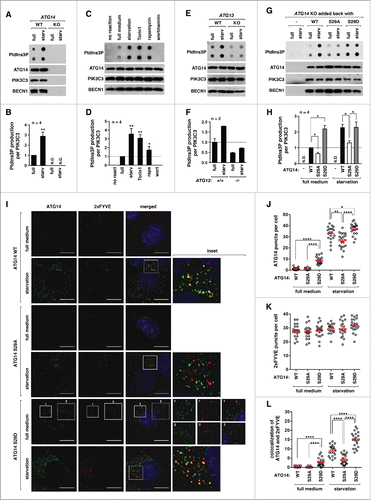 Figure 6. Figure 6 ATG14 Ser29 phosphorylation is important for starvation-induced activation of ATG14-associated PIK3C3. (A) Validation of our assay to measure the kinase activity of ATG14-associated PIK3C3. WT ATG14 and ATG14 KO HCT116 cells were incubated in DMEM or EBSS for 1 h. ATG14 immunoprecipitates were incubated with PI and ATP for 30 min. The production of PtdIns3P was assayed by dot blot analysis (see Materials and Methods). (B) Quantitative analysis of PtdIns3P production in (A). Values are mean ± SD (**, P < 0.01 vs. full medium). N.D. means “not detected.” (C) The kinase activity of ATG14-associated PIK3C3 is enhanced by Torin1, rapamycin or starvation. HEK293T cells were incubated in DMEM or EBSS or treated with Torin1 (250 nM) or rapamycin (100 nM) for 1 h. The in vitro reaction was conducted as described in (A). Wortmannin (100 nM) was added during the reaction. (D) Quantitative analysis of PtdIns3P production in (C). Values are mean ± SD (*P < 0.05 and **P < 0.01 versus full medium). (E) ATG13 is important for starvation-induced activation of the ATG14-containing PtdIns3K complex. ATG14 immunoprecipitates were isolated from the indicated cells cultured in either DMEM or EBSS for 1 h. The kinase activity of the immunoprecipitates was analyzed as described in (A). (F) Quantitative analysis of PtdIns3P production in (E). (G) ATG14 Ser29 phosphorylation is important for the kinase activity of ATG14-associated PIK3C3. ATG14 immunoprecipitates were obtained from WT ATG14-, ATG14S29A-, or ATG14S29D-reconstituted HCT116 cells. The in vitro reaction was conducted as described in (A). (H) Quantitative analysis of the results from (G). Values are mean ± SD (*P < 0.05; **P < 0.01). (I) ATG14 Ser29 phosphorylation is important for ATG14 puncta formation and their colocalization with 2xFYVE puncta. HCT116 cells reconstituted with WT ATG14, ATG14S29A, or ATG14S29D were transiently transduced by a plasmid encoding RFP-2xFYVE. The cells were incubated in either DMEM or EBSS for 1 h. Endogenous ATG14 was immunostained using anti-ATG14 antibody, and visualized together with RFP-2xFYVE by fluorescence microscope. Nuclei were stained by DAPI (blue). Scale bar: 10 μm. (J to L) Quantitative analysis of the results from (I) (*, P < 0.05; **, P < 0.01; ****, P < 0.0001, n≥35 , the Student t test). Mean and SEM are shown as horizontal bars.