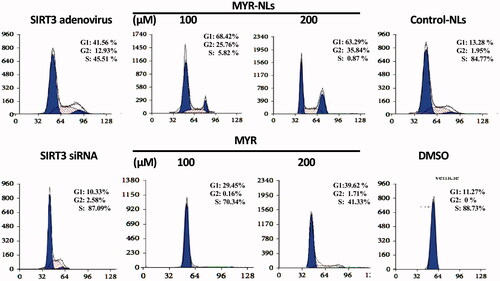 Figure 4. Cell cycle were arrested by MYR-NLs in GBM cells.