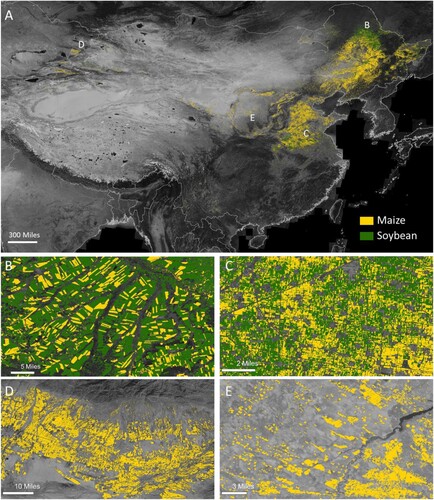 Figure 5. A satellite-based 10 m maize and soybean map over China using data from Li et al. (Citation2023) A. Overview of the map over China. B. Large maize and soybean fields in the Northeast China Plain. C. Small-holder maize and soybean in the North China Plain. D and E. Dryland maize cultivation in Northwest China.