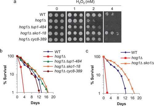 Figure 1. Defective SKO1 function suppressed oxidative stress of the hog1Δ strain and extended the chronological lifespan (CLS).(a) Growth of various strains on solid YPD medium containing the indicated concentrations of hydrogen peroxide. Ten-fold serially diluted cells of W303-1A (wild-type; WT), hog1Δ, hog1Δ tup1-484, hog1Δ sko1-18, and hog1Δ cyc8-389 were spotted onto YPD solid medium containing various concentrations of hydrogen peroxide. The cells were then grown at 25ºC for 3 days before visualization. (b) CLS curves for WT, hog1Δ, hog1Δ tup1-484, hog1Δ sko1-18, and hog1Δ cyc8-389 are shown. Yeast CLS analysis was performed in liquid SDC medium as previously described [Citation12]. Briefly, SDC cultures grown overnight were diluted (2 x 106 cells/ml) in fresh SDC medium and incubated at 28ºC with shaking at 180 rpm. Viability was measured by plating aging cells onto YPD plates and monitoring Colony Forming Units (CFUs) starting from day 3, which was considered to be the initial survival (100%). All data are represented as the average of 3 independent experiments conducted at the same time. At least 2 sets of CLS experiments were performed with similar outcomes. CLS assays were performed with SDC medium [Citation12]. Data represent biological replicates. GraphPad Prism 7 (GraphPad Software) was used for comparison of CLS, and p values were derived from a two-way ANOVA with time and strain used as independent factors. A p value less than p< 0.05 was defined as statistically significant. (c) CLS curves of WT, hog1Δ, and hog1Δ sko1 are shown. Experimental conditions were as described in (b).