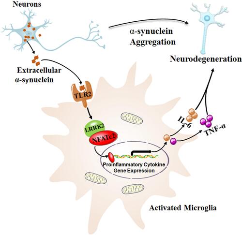 Figure 1 Neuron-released α-synuclein activated microglia through TLR2, and subsequently activated LRRK2 kinase. NFATc2, as a kinase substrate of LRRK2, was directly phosphorylated, which accelerated nuclear translocation of NFATc2 where cytokine/chemokine gene expression such as IL-6 and TNF-α, were upregulated by NFATc2 transcriptional activity. This resulted in a neurotoxic inflammatory environment, which in return aggravated the neuronal degeneration in a mouse model of PD. Data from Kim et al.Citation15