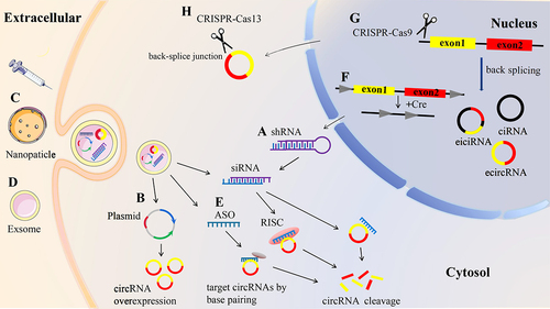 Figure 5. Strategies used to target circRnas. a siRNa/shRNA targeting the back-splice junction of circRnas induces circRnas cleavage. b CircRNAs expression plasmid leads to circRnas overexpression. C gold nanoparticle-mediated delivery of circRnas. d exosome-mediated delivery of circRnas. e antisense oligonucleotides (ASO) bind to targeted circRnas through complementary pairing to induce circRnas cleavage. f cre-lox system-based conditional circRNA knockdown to induce circRNA cleavage. g CRISPR/Cas9 disrupting the flanking intronic complementary sequence induces circRNA cleavage. h CRISPR/Cas13 directly targeting the back-splice junction of circRnas induces circRNA cleavage.