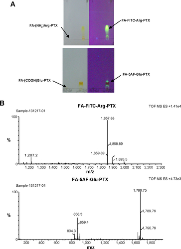 Figure S2 Characterization of nanocarrier-conjugated paclitaxel prodrugs.Notes: (A) Fluorescence of FITC/5AF can be observed from thin layer chromatography of purified FA-FITC-Arg-PTX/FA-5AF-Glu-PTX using a fluorescence imaging system. (B) FA-FITC-Arg-PTX (theoretically calculated molecular weight 1,859.88): MS (ESI, m/z) 1,858.88 ([M + H]+). FA-5AF-Glu-PTX (theoretically calculated molecular weight 1,790.75): MS (ESI, m/z) 1,789.75 ([M + H]+). (C) High-performance liquid chromatography of FA-FITC-Arg-PTX and FA-5AF-Glu-PTX prodrugs. (D) Fluorescence of ICG02 can be observed from the band of purified ICG02-(NH2)Arg-PTX using a near-infrared imaging system. Fluorescence of ICG02 can be observed from the band of purified FA-ICG02-Arg-PTX using the near-infrared imaging system.Abbreviations: 5AF, 5-aminofluorescein; ESI, electrospray ionization; FA, folic acid; FITC, fluorescein isothiocyanate; MS, mass spectrometry; PTX, paclitaxel.