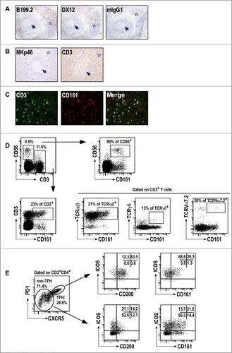 Figure 2. CD161+ NK and T cells in tonsils. (A–B) IHC staining of frozen tissue sections from human tonsils with the indicated (A) anti-CD161 mAbs, and (B) anti-NKp46 and anti-CD3 mAbs. (C) Double IF staining of the IFZ on tonsil frozen tissue sections using anti-CD3 and anti-CD161. (D, E) Multiparameter flow cytometry analysis of CD161 expression. Representative expression of CD161 in CD56+CD3−NK cells and subsets of T cells (D), including TFH (E). Data are representative of 3 independent experiments.