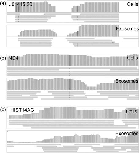 Fig. 5.  Mitochondrial RNA (mtRNA) and messenger RNA (mRNA) fragments in cells and exosomes. Analysis of coverage and read lengths reveals similar distributions of (a) mitochondrial transfer RNAs and similar coverage but shorter read lengths in exosomes for (b) protein coding mtRNAs and (c) mRNAs.