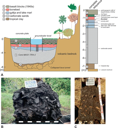 FIGURE 5. A, top left panel shows a transverse cross-section through the Mare aux Songes, depicting the stratigraphy. Top right panel is an idealized succession of sediment layers at the former center of the paleolake (after De Boer et al., Citation2015); B, sediments exposed in 100 cm wide excavator scoop at TR1 at the former lake margin of sub-basin I: bone-supported bonebed, mixed with wood stems, and seeds; C, sediments exposed in 50 cm wide excavator scoop at TR4 in the middle of sub-basin II matrix-supported bonebed, with peat as matrix; the lower rectangular fossils are tree and root remains. Photographs by R.M.J.