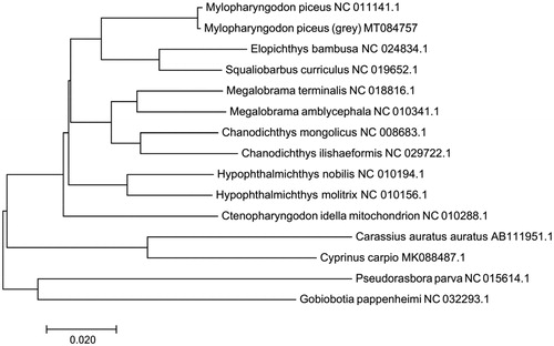 Figure 1. Construction of neibour-joining (NJ) phylogenetic tree was based on complete mitochondrial sequences of 14 species. GenBank accession numbers are given after the species name.