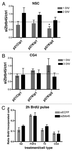 Figure 5 Zbtb45 siRNA did not significantly affect proliferation or cell cycle inhibitor expression. (A) RT-qPCR analysis of mRNA levels of cyclin-dependent kinase inhibitors in NSCs 1 and 2 DIV after Zbtb45 knockdown. A temporal, significant downregulation of p57kip2 mRNA levels was observed at 1 DIV (B) RT-qPCR analysis of mRNA levels of cyclin-dependent kinase inhibitors in CG-4 cells 1 and 3 DIV after Zbtb45 knockdown. (C) Bars indicate numbers of cells incorporating BrdU after a 2 h pulse relative to total number of nuclei. No significant difference in BrdU incorporation was detected in NSCs lacking Zbtb45 relative to control in N2 media, presence of FGF2 or thyroid hormone (T3) or CG-4 cells in proliferating conditions. n = 5 (A) or 3 (B and C) independent experiments (*p < 0.05), error bars = SEM.