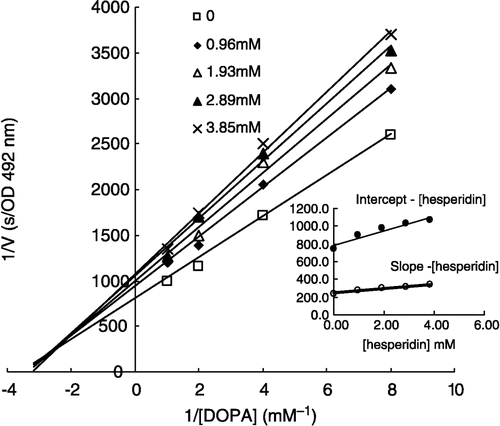 Figure 6 Lineweaver-Burk plots of hesperidin inhibition on diphenolase activity of tyrosinase with substrate, L-DOPA (0.125 mM, 0.25 mM, 0.5 mM, 1 mM). Five curves of five concentration of hesperidin are: 0, 0.96 mM, 1.93 mM, 2.89 mM and 3.85 mM, respectively. The inset is the secondary plots of the intercept versus concentration of inhibitor (hesperidin) and slope versus concentration of hesperidin.