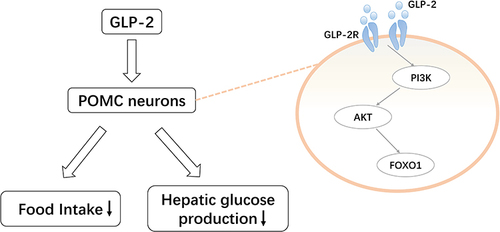 Figure 4 Pro-opiomelanocortin (POMC)-mediated regulation of glucagon-like peptide (GLP)-2 on glucose homeostasis. GLP-2 activates the phosphoinositide 3-kinase (PI3K)-AKT-forkhead box protein O1 (FOXO1) pathway by binding to the GLP-2 receptor expressed in POMC neurons. This reduces food intake and hepatic glucose production.