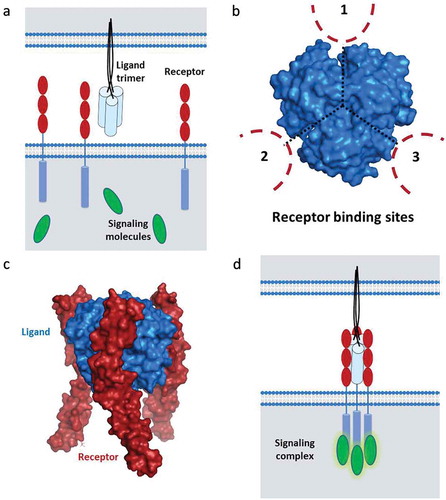 Figure 1. Requirements for TNF-R-SF signaling.TNF-R-SF signaling is a structurally well-defined event that requires proper three-dimensional receptor clustering and trimerization. A. The TNF-SF ligands naturally exist as trivalent functional units and the receptors are usually separated on the cell surface. B. The assembled TNF-SF ligands contain three receptor-binding sites that are located at the three identical clefts between the neighboring monomers. C. Receptor assembly into functional trimeric signaling complexes occurs through binding of the natural ligand unit. D. The interaction of these trimeric TNF-SF ligands with their corresponding receptors, expressed on the surface of other cells, leads to very precise receptor clustering followed by intracellular signal transduction.