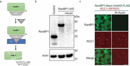 Figure 3. Depletion of RanBP1 using an Auxin-induced degron (AID) system. (a) A schematic diagram illustrating AID system. (b) Western blotting with anti-RanBP1 antibodies of parental HCT116 (control, left lane) and HCT116RanBP1-μAID/HA cells that were incubated without (middle lane) or with (right lane) 1 mM Auxin for 3 h. Note efficient degradation of RanBP1-µAID-HA upon Auxin addition. Actin is shown as a loading control (lower panel). (c) Images of DLD1RanBP1-Neon/3mAID/FLAG cells, in which both endogenous RanBP1 and RCC1 are tagged (RanBP1 is tagged with fluorescent protein (Neon), three copies of a minimal AID (3 x mini-AID) and a FLAG tag (RanBP1-Neon-3mAID-FLAG) and RCC1 is tagged with infrared fluorescent protein: RCC1-iRFP670::TIR1). Cells are shown before (left column) and after (right column) addition of 1 mM Auxin for 3 h. Note localization of RanBP1 to mitotic spindle. Scale bars = 10 μm.