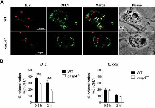 Figure 7. CFL1 associates with the B. cenocepacia-containing phagosome. (a) CFL1 immunofluorescence assay of B. cenocepacia (B.c.)-infected WT and casp4−/-macrophages at 30 min post infection. White arrows point to B. cenocepacia-CFL1 colocalization. (b) Quantification of B. cenocepacia and E. coli colocalized with CFL1 in WT and casp4−/- macrophages. Values are mean percentage ± SEM calculated by scoring 24 randomly chosen fields of view from at least 3 experiments. Statistical analyses were performed using Student’s t-test. **p ≤ 0.01, ***p ≤ 0.001.