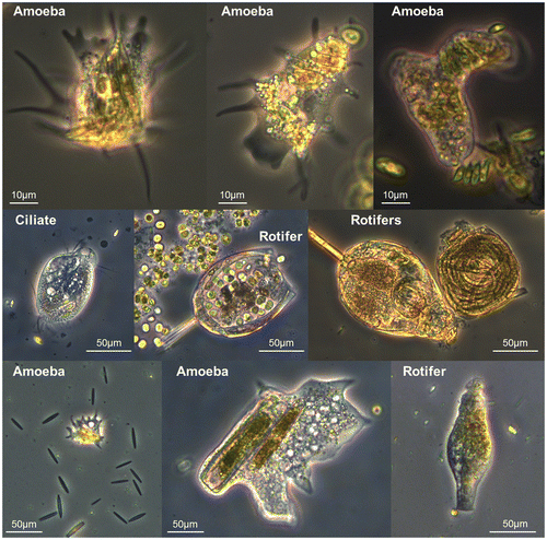 Figure 4. Examples of ingestion of microalgae by micro-meiofauna.