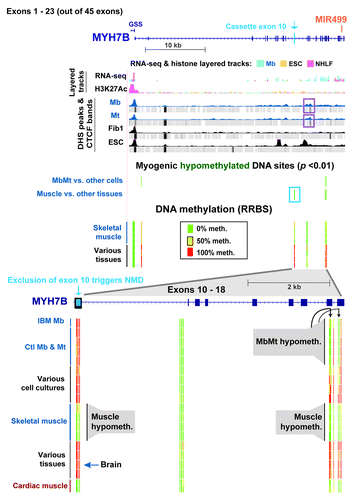 Figure 6. Myogenesis hypomethylated sites in MYH7B/MIR499 over an exon whose inclusion triggers nonsense-mediated decay of mRNA. DNA and chromatin epigenetic marks are indicated as in the previous figures for half of the exons of MYH7B (exons 1–23) and the 5′ end of GSS (chr20:33,542,729–33,578,756). An expanded view of exons 10–18 (chr20:33,570,058–33,575,875) is shown at the bottom of the figure. The representative cell strains and tissues illustrated are as follows: IBM Mb, Ctl Mb3, Ctl Mt3, Ctl Mb7, Ctl Mt7, LCL, Fib1, HMEC, ESC, Muscle A1, Muscle A2, Muscle B1, Muscle B2, leukocyte, kidney, brain, stomach and cardiac muscle. DHS and CTCF peaks that were specific to Mb and Mt are boxed in purple.