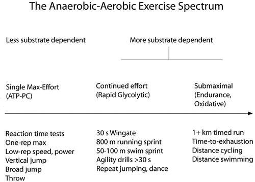 Figure 2. Schematic representation of the exercise spectrum affected by coffee and its components.