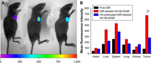 Figure 7 (A) In vivo distribution of free DiR, DiR-labeled HA-SiLN/QD, and HA-pretreated DiR-labeled HA-SiLN/QD at 24 hours postinjection (left: free DiR; middle: DiR-labeled HA-SiLN/QD; right: HA-pretreated DiR-labeled HA-SiLN/QD). (B) Region-of-interest analysis of fluorescent signals from the tumors and normal tissues. Data are shown as mean ± SD (n=3). **P<0.01.Abbreviation: HA, hyaluronic acid.