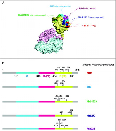 Figure 2. The binding sites of representative neutralizing antibodies on the HEV VLP surface. (A) The pORF2 monomer is divided into 3 sections named the S domain (aa 118–313), the P1 domain (aa 314–453) or P domain (aa 320–455) and the P2 domain (aa 454–606) or P domain (aa 456–606), which are shown in color blue, purple, and yellow, respectively. The P2 or P domain is dimeric and harbors all of the identified neutralizing epitopes. The neutralizing epitopes determined by different methods against several neutralizing antibodies are shown in different colors. Such as E479, D481, T484, Y485, S487, Y532 and S533 for FAB244;Citation17 S487, S488, T489, P491, N562 and T564 for MAB1323;Citation15 D496, G591 and P592 for MAB272;Citation15 E479, Y485, I529 and K534 for 8H3; E479, S497, R512, K534, H577 and R578 for 8C11. These antibodies are useful serological markers for evaluating the clinical efficacy of the vaccine. (B) Key neutralizing epitopes on P (P2) domain of pORF2. The S domain, M (P1) domain and P (P2) domain are colored in blue, purple, and yellow, respectively.