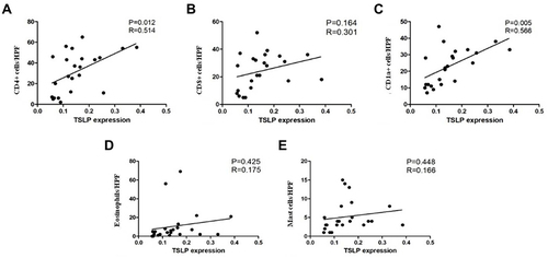 Figure 4 Scatter plot and linear regression between OD value of TSLP expression and the number of infiltrating CD4+ T cells (A), CD8+ T cells (B), CD1a+ cells (C), eosinophils (D) and mast cells (E). Significant correlation were found between TSLP level and CD4+ T cells (P=0.012, R=0.514) and CD1a+ cells (P=0.005, R=0.566).