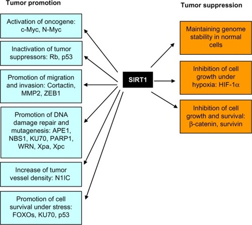 Figure 1 Bifurcated roles of SIRT1 in tumor promotion and suppression.