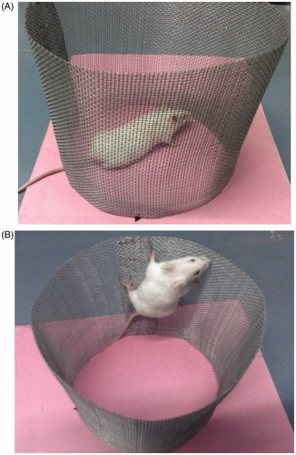 Figure 6. Antipsychotic effect of paliperidone palmitate-loaded TPGS micelles (PPT-150) (A) mice showing normal behavior (B) apomorphine-induced climbing and sniffing behavior.