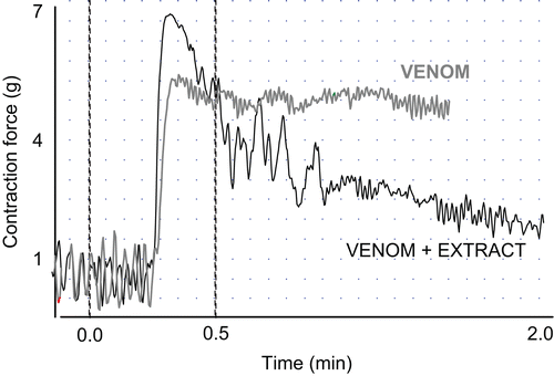 Figure 2.  Recording showing force and movement of isolated guinea-pig ileum and the effect produced by the addition of 40 µg/mL of C. limpidus limpidus venom (grey line) and 40 µg/mL venom followed by addition of 200 µg/mL MEAo of A. elegans (black line).