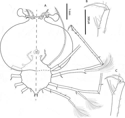 Figure 3. Chelarctus aureus (Holthuis, Citation1963), stage VI. A, ventral (right) and dorsal (left) view; B, dactylus of second pereiopod; C, dactylus of third pereiopod. Scale bars: A = 1 mm; B and C = 500 µm.