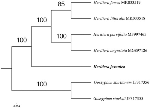 Figure 1. The maximum-likelihood tree based on the five chloroplast genomes of Heritiera genus. The bootstrap value based on 1000 replicates is shown on each node.