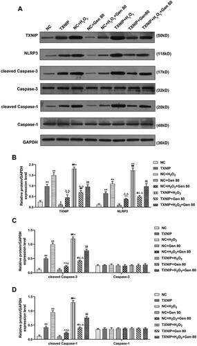 Figure 8. Overexpressed TXNIP partially reversed the effect of Gen on the expression of senescence-related proteins in H2O2-treated HUVECs. HUVECs were transfected with overexpressed TXNIP plasmid, treated with H2O2 or Gen alone or combination. (A–D) After transfection of overexpressed TXNIP plasmid, the expression of TXNIP, NLRP3, caspase-3, caspase-1, cleaved caspase-3, and cleaved caspase-1 in H2O2-treated HUVECs under 80 μg/mL Gen treatment was detected by western blot. GAPDH was used as the internal control. All experiments was performed in triplicate and the experimental data was expressed as mean ± standard deviation (SD) (*p< 0.05, **p< 0.01, vs. NC; ∧p< 0.05, ∧∧p< 0.01, vs. NC + H2O2; #p< 0.05, ##p< 0.01, vs. TXNIP; ‡‡p< 0.01, vs. NC + H2O2+Gen80; Δp< 0.05, ΔΔp< 0.01, vs. NC + Gen80). HUVECs: human umbilical vein endothelial cells; TXNIP: thioredoxin-interacting protein; NC: negative control.