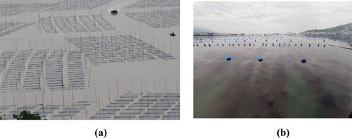 Figure 4. (a) Field Porphyra farms in Dayuwan, Zhejiang, China; (b) Field Gracilaria farms in Ningde, Fujian, China.