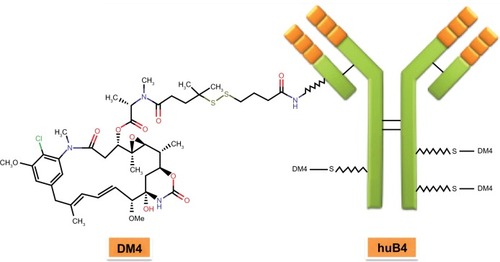 Figure 2 Structure of SAR3419.Abbreviations: DM4, N2′-deacetyl-N2′-(4-mercapto-4-methyl-1-oxopentyl); huB4, a humanized IgG1 anti-CD19 monoclonal antibody.