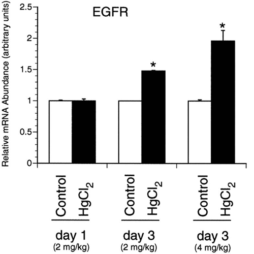 Figure 3C. Corrected data for EGF receptor mRNA in the various groups of control and mercuric chloride treated rats. Four animals were studied in each group. * p < 0.01.