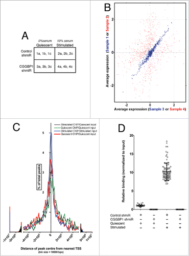 Figure 1. Serum stimulation affects gene expression regulation by and DNA-binding pattern of CGGBP1. (A) A matrix describing the sample treatments and nomenclature. The alphabets “a," “b” and “c” denote technical replicates for each sample derived from a pool of 5 biological and experimental replicates. (B) Correlation plot showing lack of co-variability in expression values of CGGBP1-and-serum co-regulated genes between samples 2 and 4 (red spots, r2 = 0.444, Fisher test F = 0.804) and very high co-variability in expression values of CGGBP1-serum affected genes between samples 1 and 3 (blue spots, r2 = 0.995, Fisher test F = 3.405). Data are from mean expression values from 3 technical replicates of 5 pooled biological and experimental samples. (C) Frequency distribution of CGGBP1-ChIP-seq peaks in relation to the TSS of nearest protein-coding/non-coding genes. Percent of total number of peaks is shown on Y-axis and distance from TSS on X-axis. The summit shows an enrichment of genes around the TSS, although the long units on X-axis means that these distance are still very large. (D) ChIP qPCR showing the specificity of (by using shRNA-knockdown) and changes in the binding (upon serum-stimulation) of CGGBP1 to ChIP-seq peaks. Increase in binding in Stimulated over Quiescent is highly significant (T-test, p = 3.785E-60). Different data points represent one peak randomly chosen from each chromosome (n = 23 × 4 replicates).