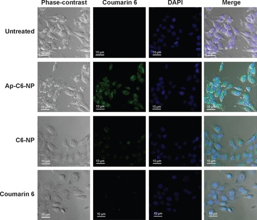 Figure 3 In vitro cellular uptake of nanoparticles evaluated by confocal studies in Saos-2 CD133+ cells.Notes: The cells were treated with free coumarin 6 or coumarin 6-loaded nanoparticles (Ap-C6-NP and C6-NP) for 2 hours at 37°C, which had an equivalent concentration of coumarin 6 (15 ng/mL); The immunofluorescence was visualized with a confocal microscope.Abbreviations: Ap-C6-NP, coumarin 6-loaded PLGA nanoparticles conjugated with CD133 aptamers; C6-NP, coumarin 6-loaded nanoparticles; DAPI, 4′,6-diamidino-2-phenylindole dihydrochloride; PLGA, poly(lactic-co-glycolic acid).