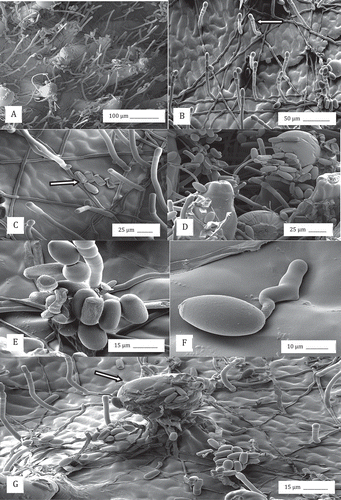 Fig. 6 Scanning electron microscopy observations of the development of powdery mildew on cannabis buds. (a, b) Mycelium and conidiophores; (c, d, e) Conidial production; (f) Conidial germination; (g) Conidia and conidiophores on the bract surface and adherence of conidia to the surface of a trichome. Arrows show conidiophore (b), mycelium (c) and glandular trichome head (g).